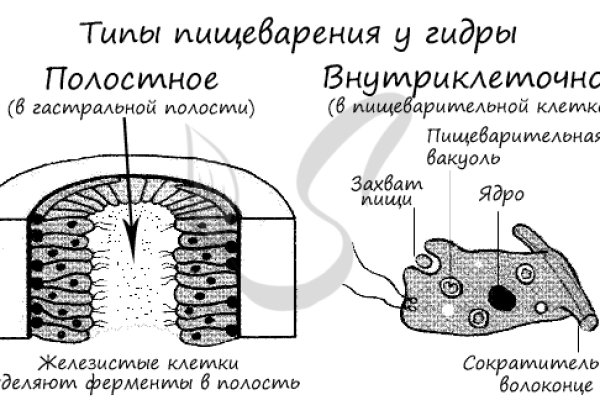 Только через тор кракен