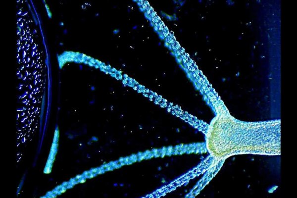 Kraken darknet market ссылка