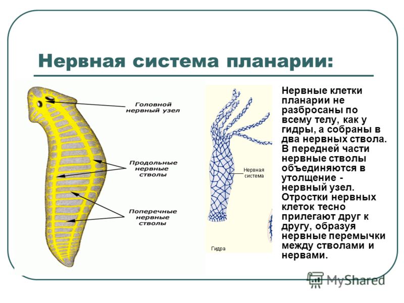 Рабочий сайт kraken
