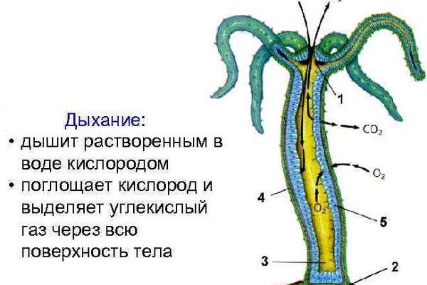 Kra39.cc