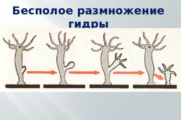 Кракен нет