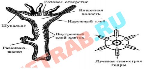 Кракен сайт дарк нет