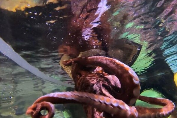 Kraken что это за сайт
